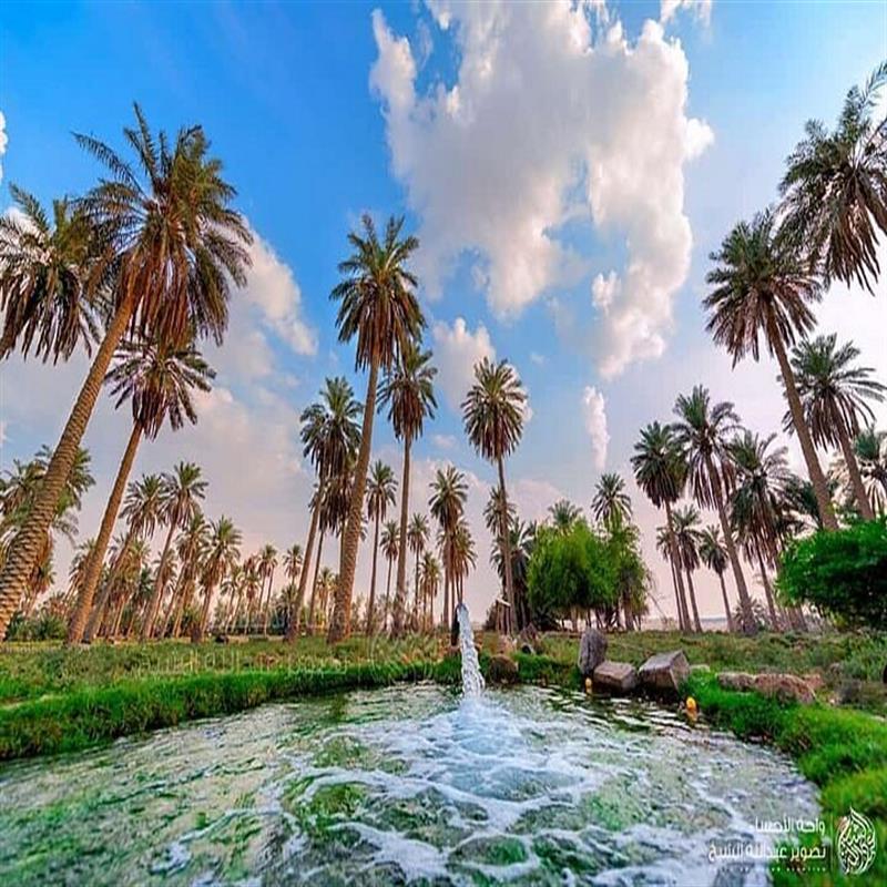 My Visit to The Al-Hasa Oasis