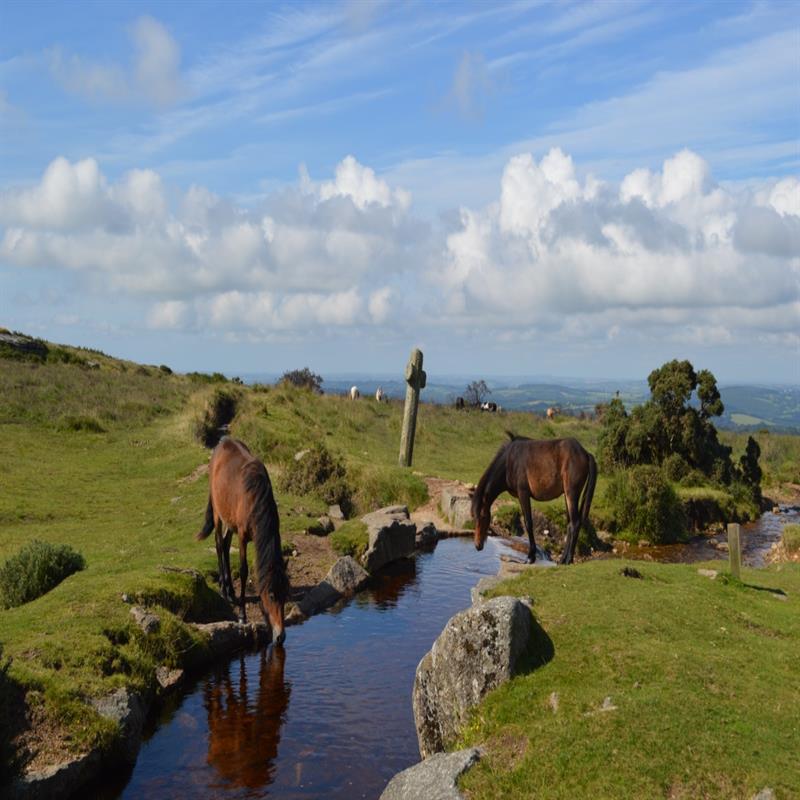 Dartmoor National Park