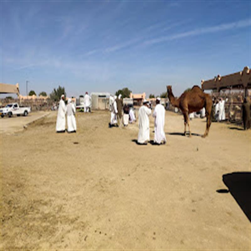 Explore the Unique Al Ain Camel Market with Liwa Cars