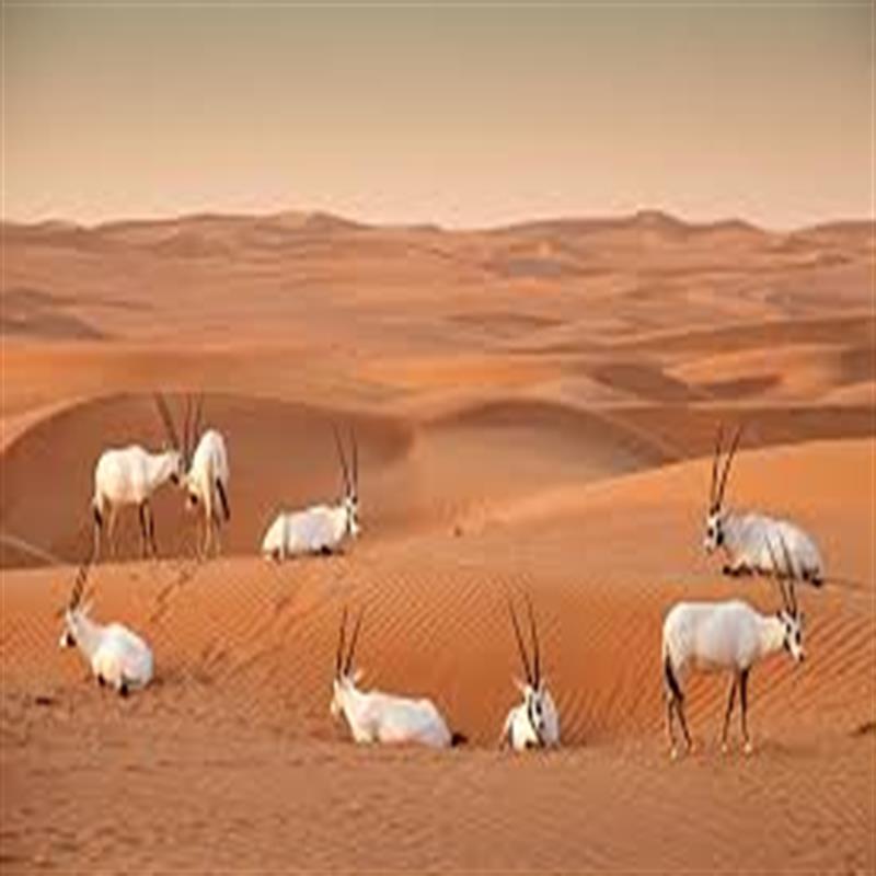 Visit To The Al Marmoom Desert Conservation Reserve