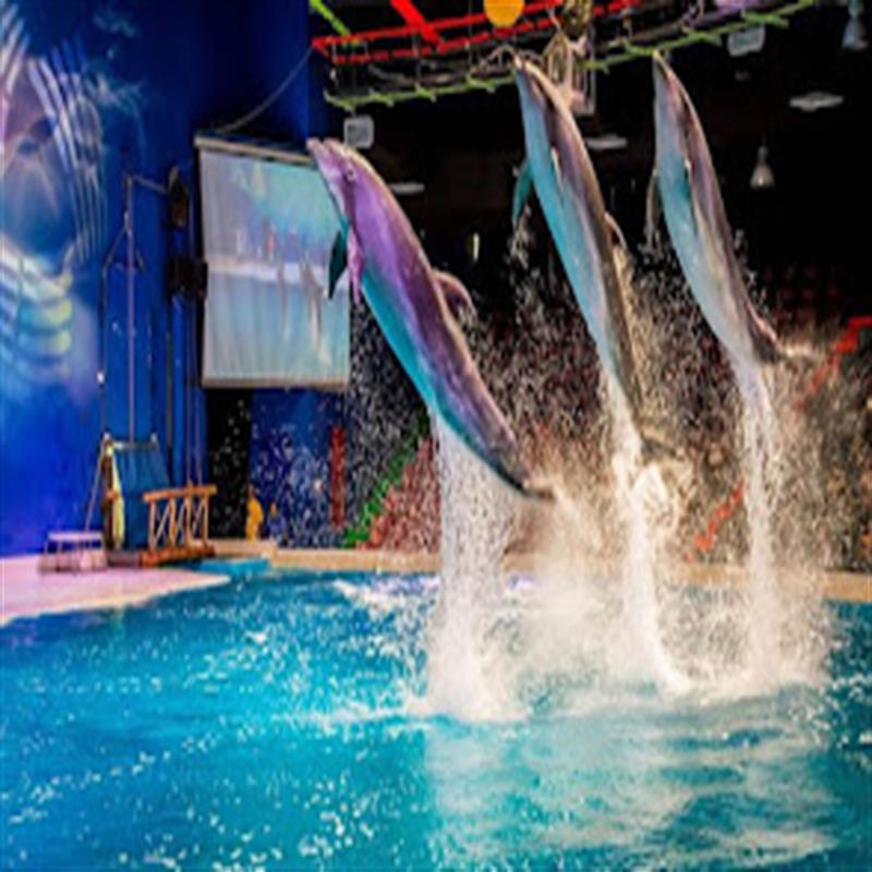 Discover Dubai Dolphinarium with Liwa Cars